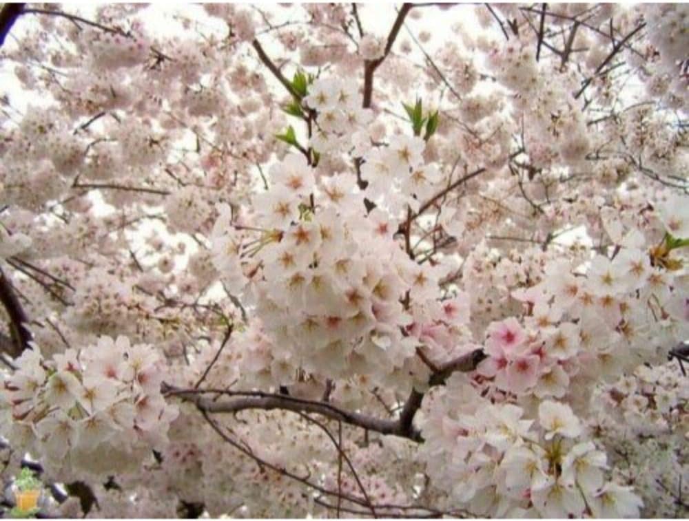 Yoshino Flowering Cherry Tree Live Established Rooted 1 Gallon Pot 1 Plant #GW05