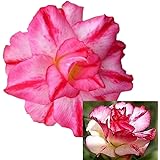 Amazon.com : Orchid Cactus Epiphyllum Oxypetalum (white ...