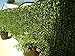4pcs Artificial Fake Ferns Vines Hanging Plants Faux Plastic Hanging Plant (White)