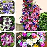 100 Clematis SEEDS over 10 different color and variety mixed package