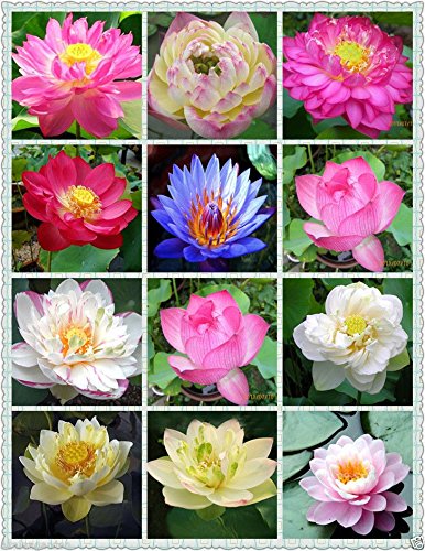 Creative Farmer Flower Seeds : Rare Mix Lotus, 15 Colors Waterlilly Flower Kamal Nelumbo Nucifera Seeds For Terrace Garden 15 Seeds- Garden Flower Seeds Pack
