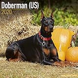 Doberman (US) Calendar - Dog Breed Calendars - 2019 - 2020 Wall Calendars - 16 Month by Avonside (Mu by 