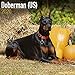 Doberman (US) Calendar - Dog Breed Calendars - 2019 - 2020 Wall Calendars - 16 Month by Avonside (Mu by 