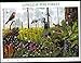 Longleaf Pine Forest (Nature of America), Full Sheet of 10 x 34-Cent Postage Stamps, USA 2001, Scott 3611
