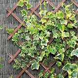 Gardman Riveted Garden Trellis 1.8 x 1.2 m Tan view 2