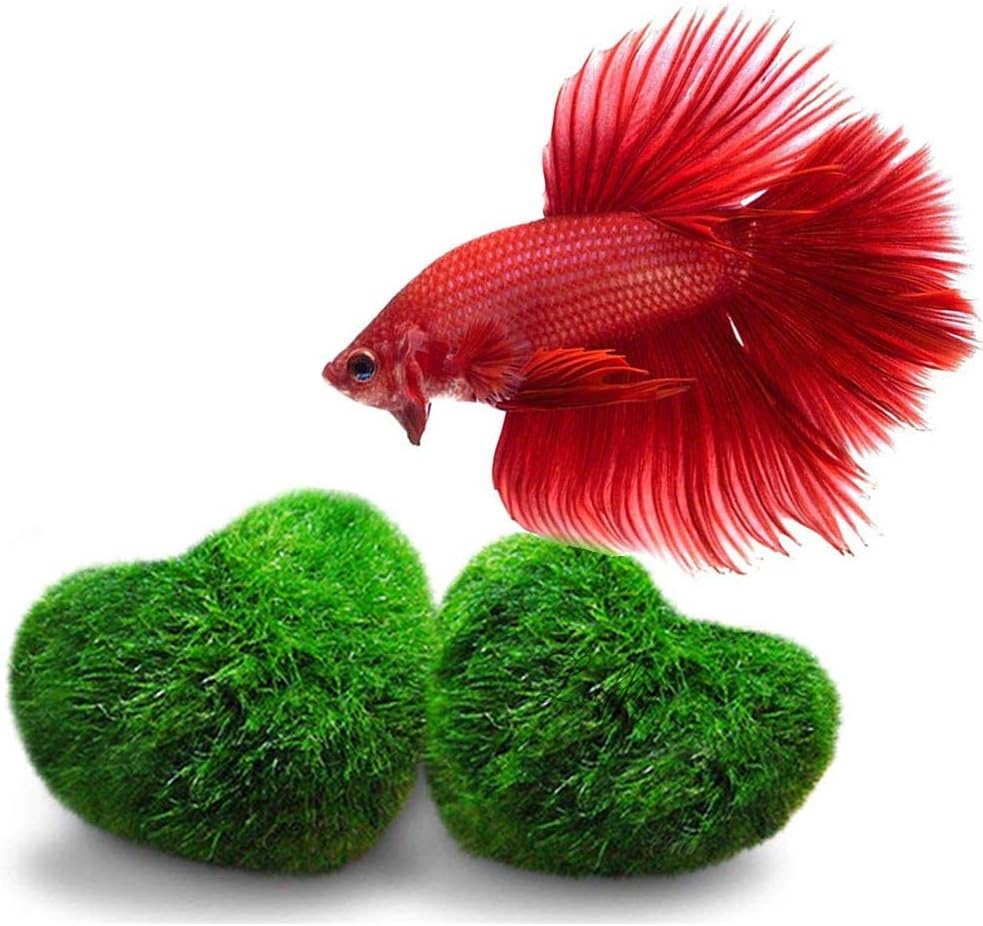 Luffy Heart Marimo for Doubletail Betta (2 pcs), Amazing Living Purifier, Best Friend for Fish, Charm for Love and Serenity