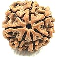 NAISHA Himalayan 7 Mukhi Rudraksha Bead, 100% Certified & Original Seven-Faced Rudraksha Seed Necklace, Rudraksha Bead Pooja/Prayer/Meditation