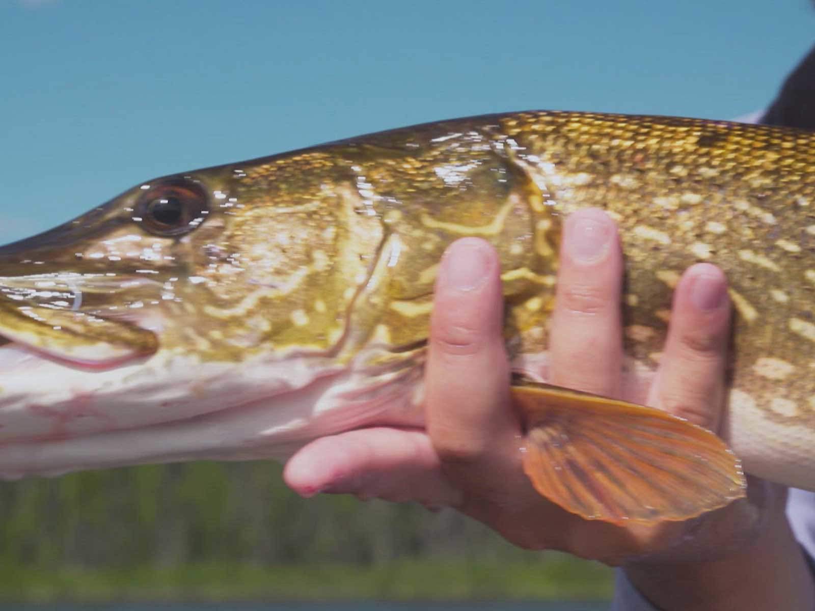 Watch The New Fly Fisher Season 14 Prime Video