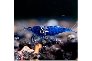 SF Aquatic™ 10 Blue Dream Shrimps High Grade Neocaridina Live Freshwater Aquarium Shrimps. Mature Breeding Age. Live Arrival Guarantee.