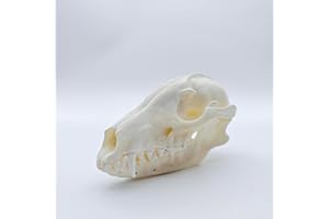 ZONYANSO Natural Animal Skull Real Bone Specimen Taxidermy Fox Skull Raccoon Dog Skull Cat Skull Mink Skull Turtle Skull Science Education Special Gift (Raccong Dog Skull)