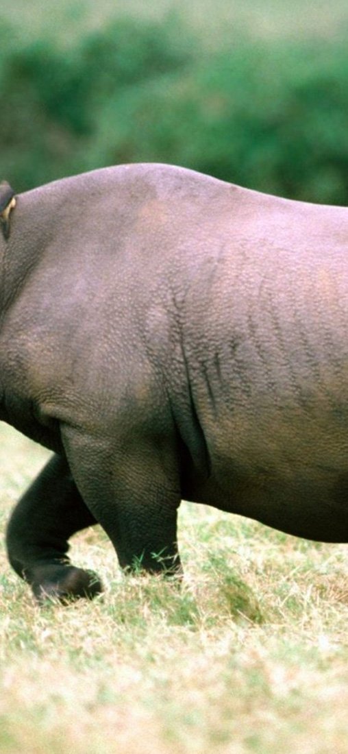 PeelitStickit Rhino Walking, Animal Wall Murals ID-231, vinyl