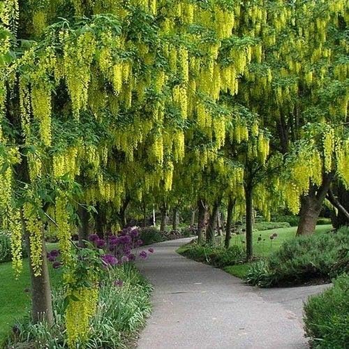 Golden Shower Tree Seeds (Cassia Fistula) 50+Seeds