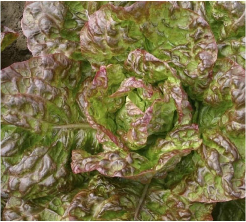 Premier Seeds Direct - Lettuce Seeds - Heirloom - Marvel of 4 Seasons - 1.5 GRAM ~ 1500 Seeds - Organic, Green,Red