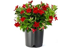 American Plant Exchange Red Dipladenia Bush, 10-Inch Pot, Live Flowering Plant, Blooms Constantly, Large Shrub for Landscapes and Container Gardens, Indoor & Outdoor Use