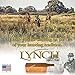 Lynch Fool Proof Turkey Box Call
