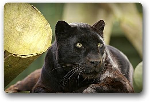Amazon Com Densy Black Panther Resting Custom Outdoor Indoor