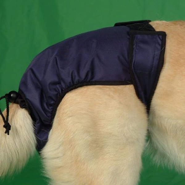 How To Make Dog Diapers Stay On? Pet Parents® atelieryuwa.ciao.jp