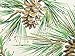Boughs & Pine Cones Gold Accents Holiday Wrapping Paper - 16 Foot Roll