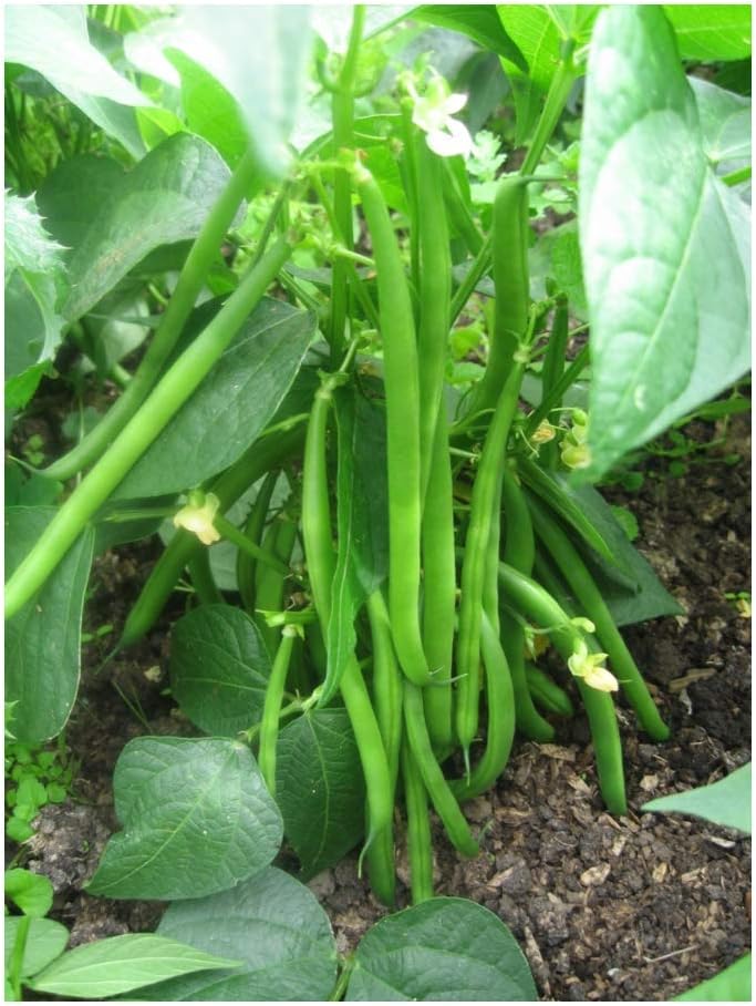 PREMIER SEEDS DIRECT - Dwarf Kenyan Bean - Ferrari - Approx 100 Seeds, Green