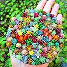 100 pcs/bag Real mini succulent cactus seeds rare succulent perennial herb plants bonsai pot flower seeds indoor plant for home