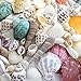 Fantastic Set of 90 Assorted Natural Sea Shells Beach Ocean