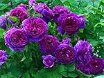10 Purple Climbing Rose Seeds/ Free Shipping