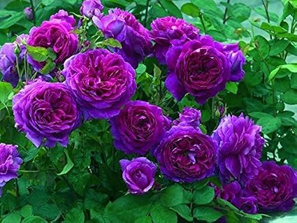 Image result for purple climbing rose pictures