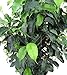 Wintergreen Weeping Fig Tree - Ficus - Great Indoor Tree for Low Light - 8