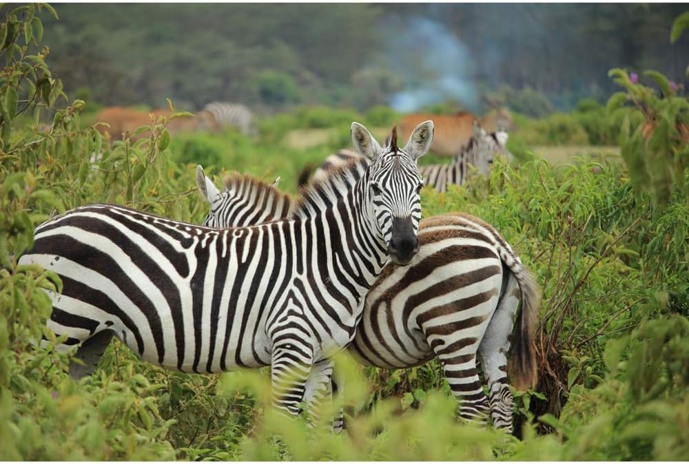 Zebra in The Grass Wooden Jigsaw Puzzle for Adult Super Difficult Puzzles Decoration Gift 500/1000/2000/3000/4000/5000 Pieces 0309 (Size : 2000 Pieces)