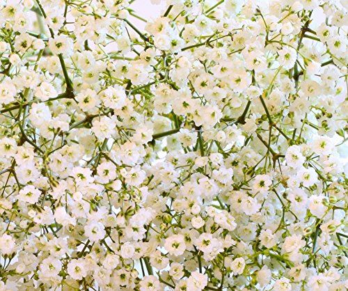 Baby's Breath (Gyp)
