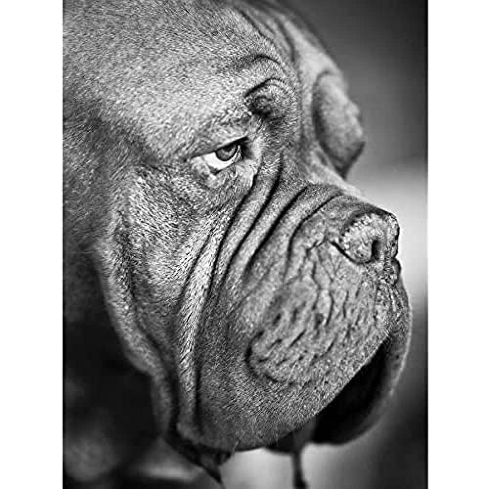 Dog French Mastiff Head Muzzle Black White Photo Art Print Canvas Premium Wall Decor Poster Mural