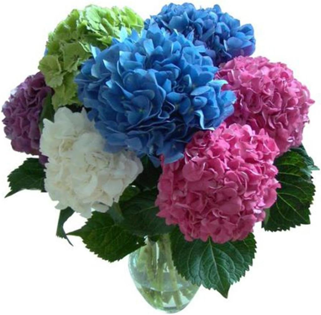 Cioler 20Pcs Hydrangea Seed Bonsai Flower Seeds Plant Seeds Hydrangea Perennial Garden Home Mixed Color