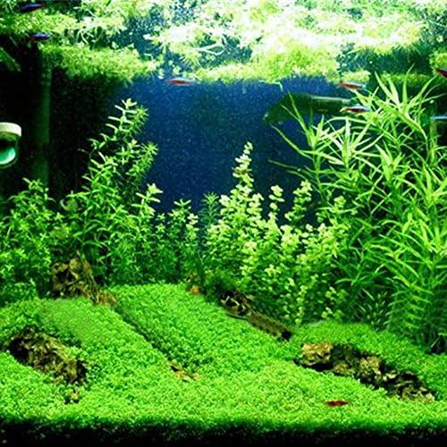 WOOPOWER Aquarium Plant Seeds Aquatic Double Leaf Carpet Water Grass for Fish Tank Decorations