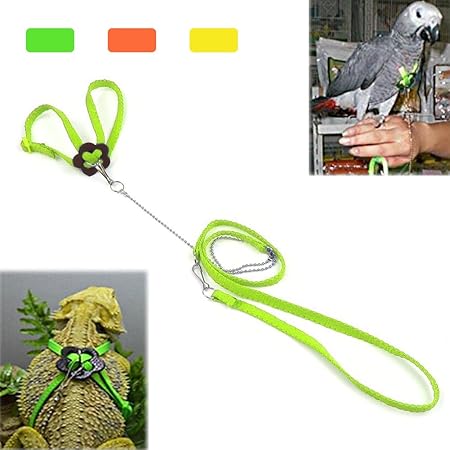 parakeet leash
