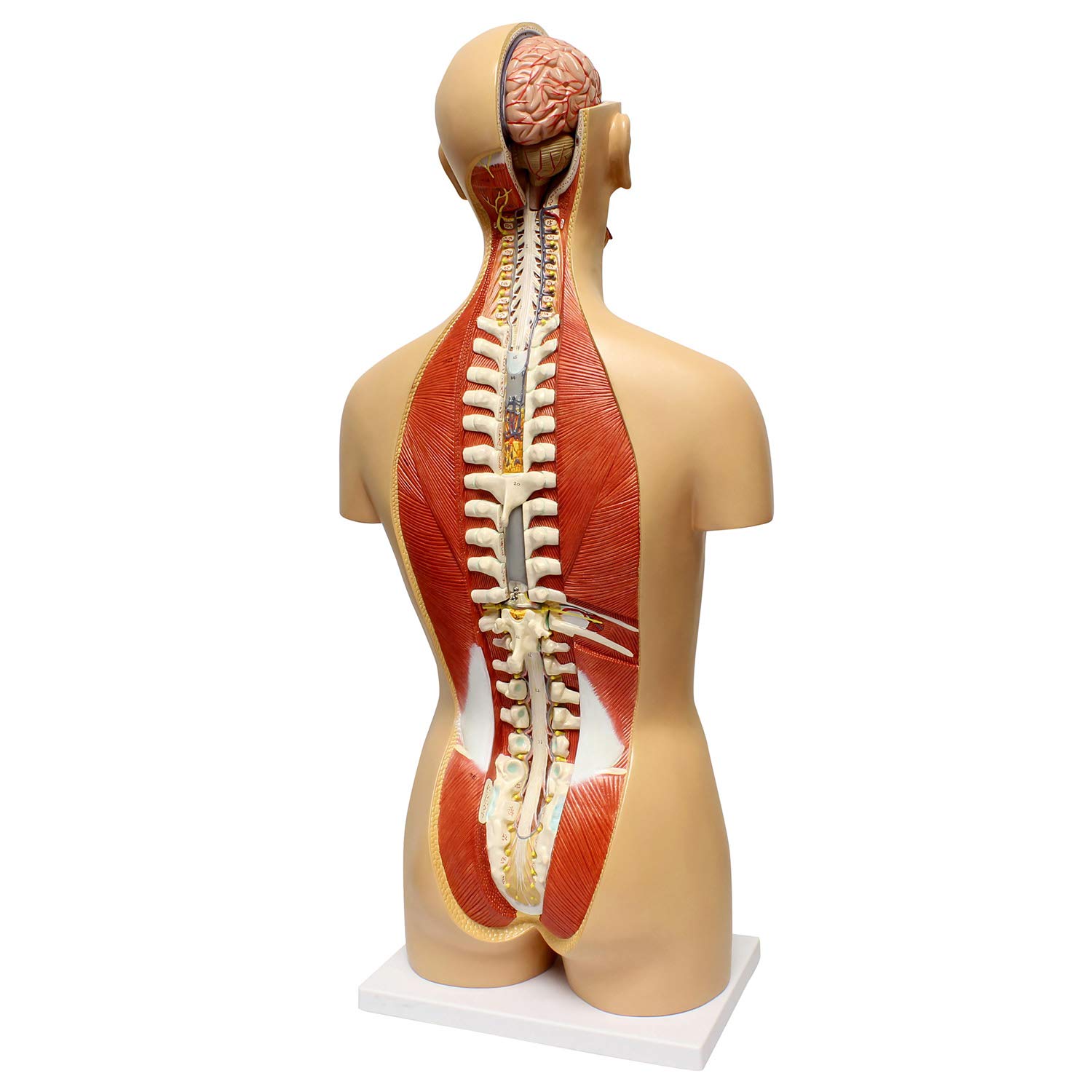 Amazon Com Monmed Human Torso Model Life Size Human Body Model Anatomy Doll With Removable Organs 3d Human Organ Model Industrial Scientific