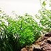 Mainam Giant Baby Tears Micranthemum umbrosum Freshwater Live Aquarium Plants Bundle Tropical Aquatic Water Plant Decorations