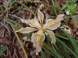 Amazon.com : Olympus XZ-1 10 MP Digital Camera with f1.8 Lens and 3