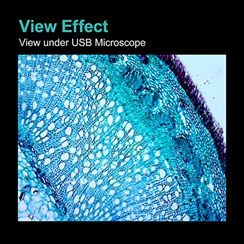 3 Microscope+Prepared+Specimen+Education+MAXLAPTER