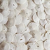 Tumbler Home Small Natural White Sand Dollars 50 pcs - Wedding - Sea Shell Craft 1 1/4" to 1 1/2" - Hand Picked and Professionally Packed