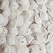 Tumbler Home Small Natural White Sand Dollars 50 pcs - Wedding - Sea Shell Craft 1 1/4