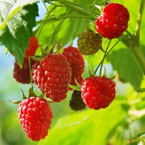 Red Raspberry Looking Fruit From Tree Thornless Raspberry Plant Live, Heritage Raspberry Tree 1 Year Old, Red ...