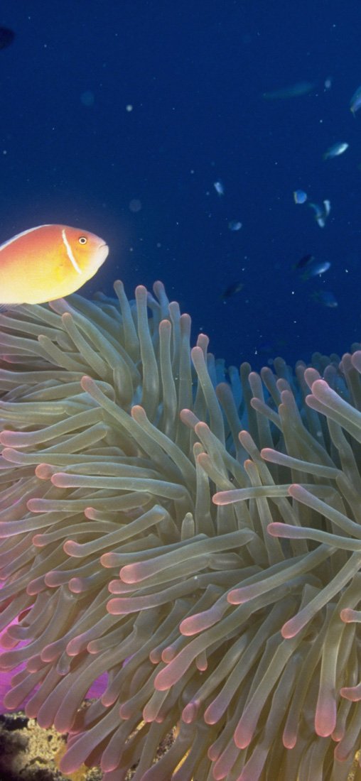 PeelitStickit Underwater, Undersea Wall Murals, ID-106, vinyl