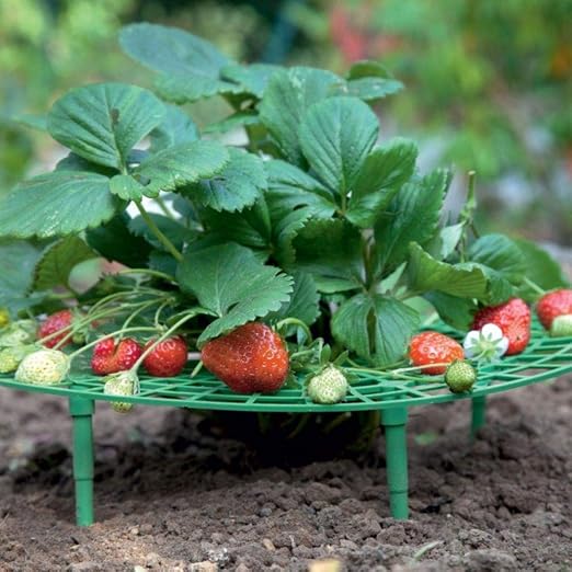 funihut - Soporte para Plantas, Marco de Soporte para Fresa ...