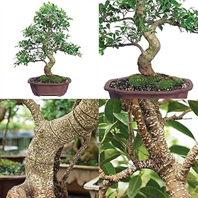 trichodiadema densum bonsai Trichodiadema densum *Shrubby caudiciform Mesemb*  Kyle's Plants
