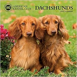 american kennel club dachshund