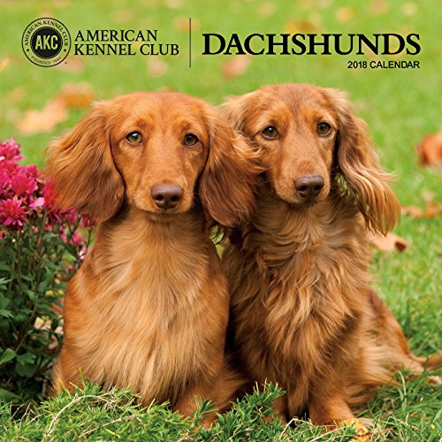 dachshund kennel club