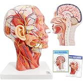 Human Half Head Superficial Neurovascular Model with Musculature, Life Size | EVOTECH SCIENTIFIC Anatomical Head Skull and Brain Model for Medical Science Teaching Learning Education Display
