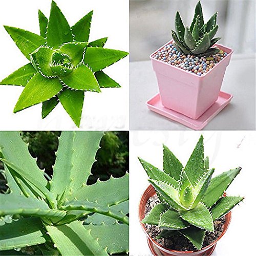 Top 10 Best Seeds For Houseplants Best of 2018 Reviews No Place