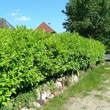 Kirschlorbeer Caucasica Hecken Pflanze 60 80 Cm Immergrun Winterhart Als Sichtschutz Pilzfreie Mehrjahrige Lorbeerkirsche Prunus Laurocerasus Von Garten Schluter Garten Schluter Amazon De Garten