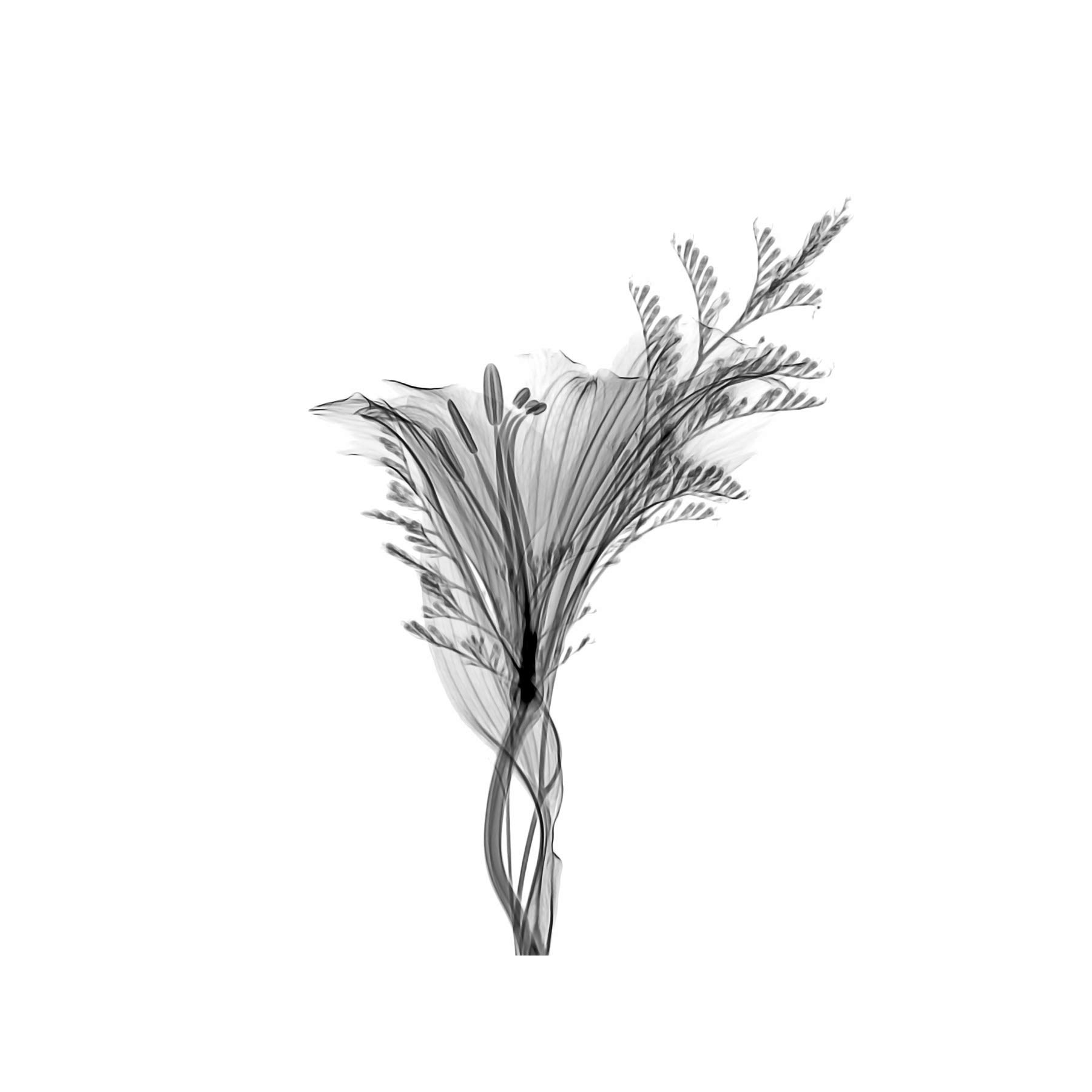 Artery8 Schwartz NJIT Greyscale X-Ray Transparent Plant Photo Large XL Wall Art Canvas Print